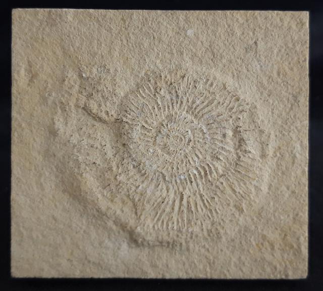 Subplanites rueppelianum QUENSTEDT 1888 - Bild &copy; FossNet FossilienStore